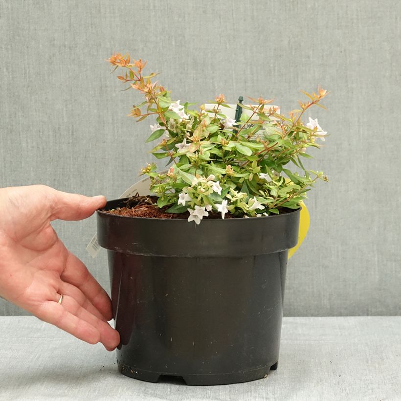 Spécimen de Abelia grandiflora Caramel Charm - Abélia à grandes fleurs Pot de 3L/4L tel que livré en été