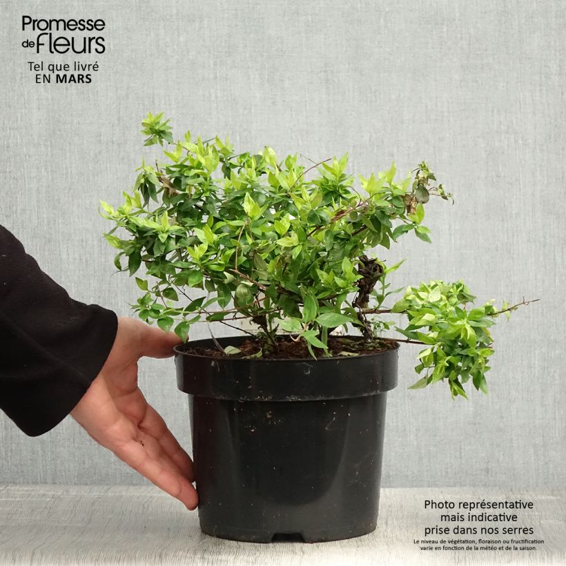 Example of Abelia grandiflora Caramel Charm - Abélia à grandes fleurs Pot de 3L/4L as you get in printemps