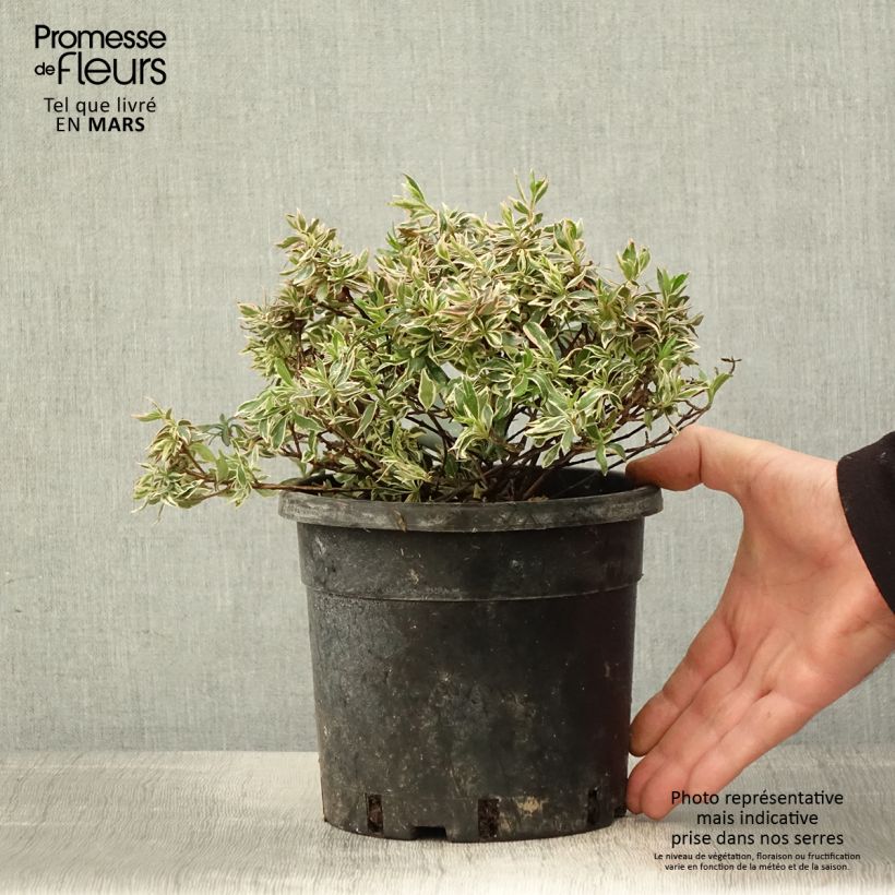 Example of Abelia grandiflora Confetti Pot de 1,5L/2L as you get in printemps