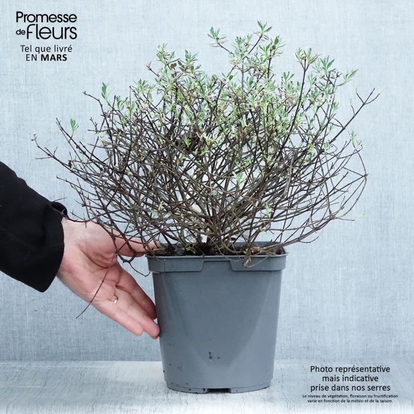 Example of Abelia grandiflora Confetti Pot de 3L/4L as you get in printemps