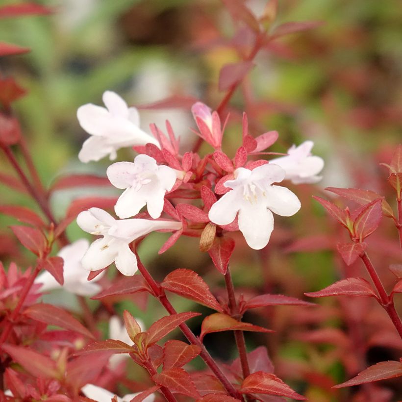 Abelia grandiflora Pisto (Flowering)