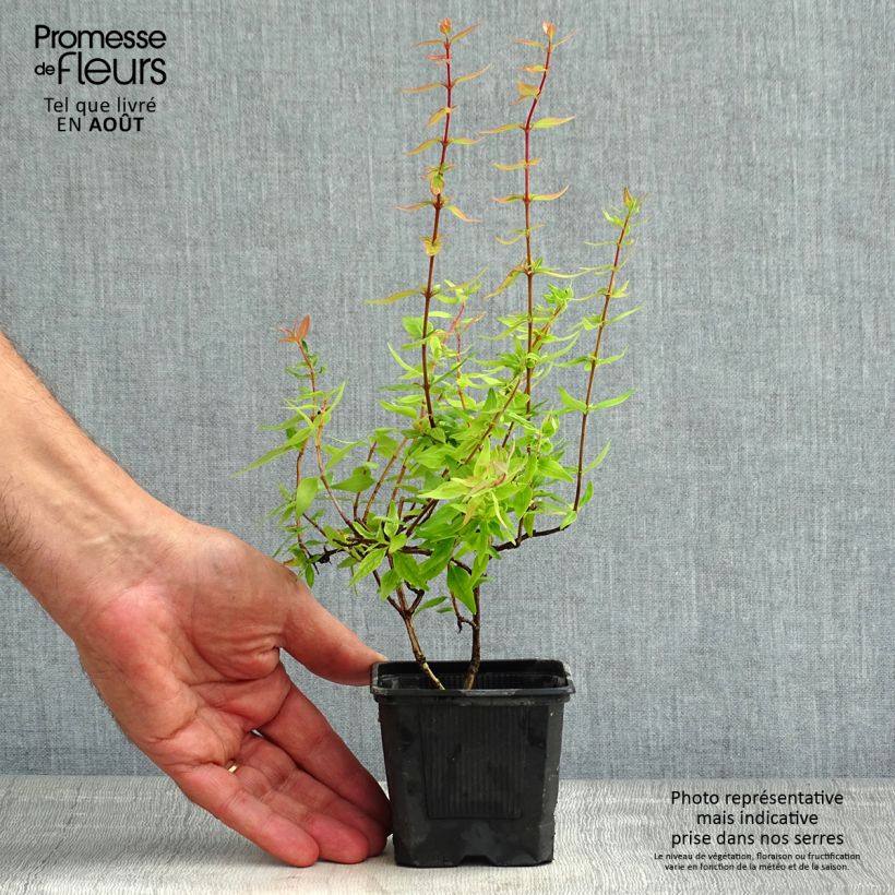 Spécimen de Abelia grandiflora Pisto Godet de 8/9 cm tel que livré en été