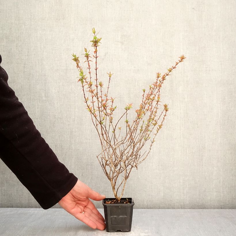 Spécimen de Abelia grandiflora Pisto Godet de 8/9 cm tel que livré au printemps