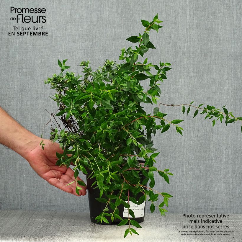 Spécimen de Abelia grandiflora Prostrata Pot de 2L/3L tel que livré en automne