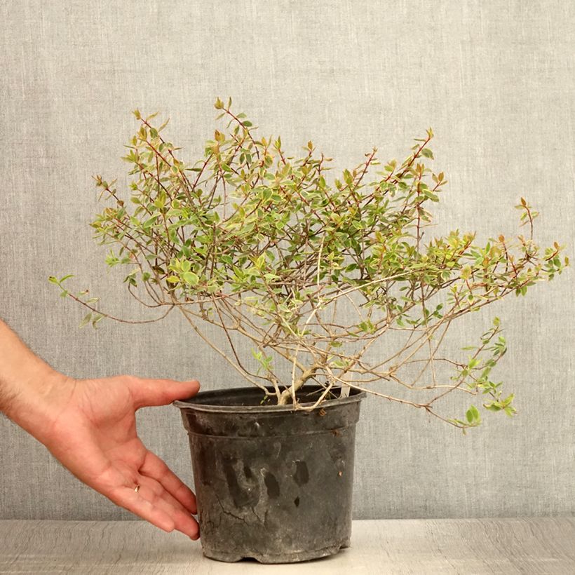 Example of Abelia grandiflora Sunshine Daydream Pot de 3L/4L as you get in ete