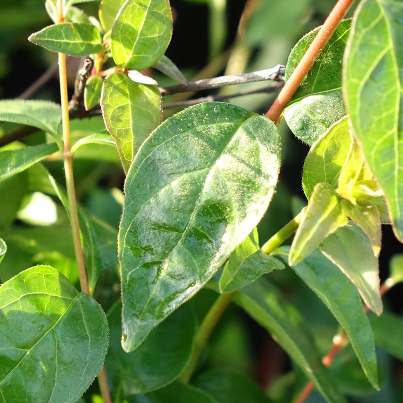 Abelia Pink Pong (Foliage)
