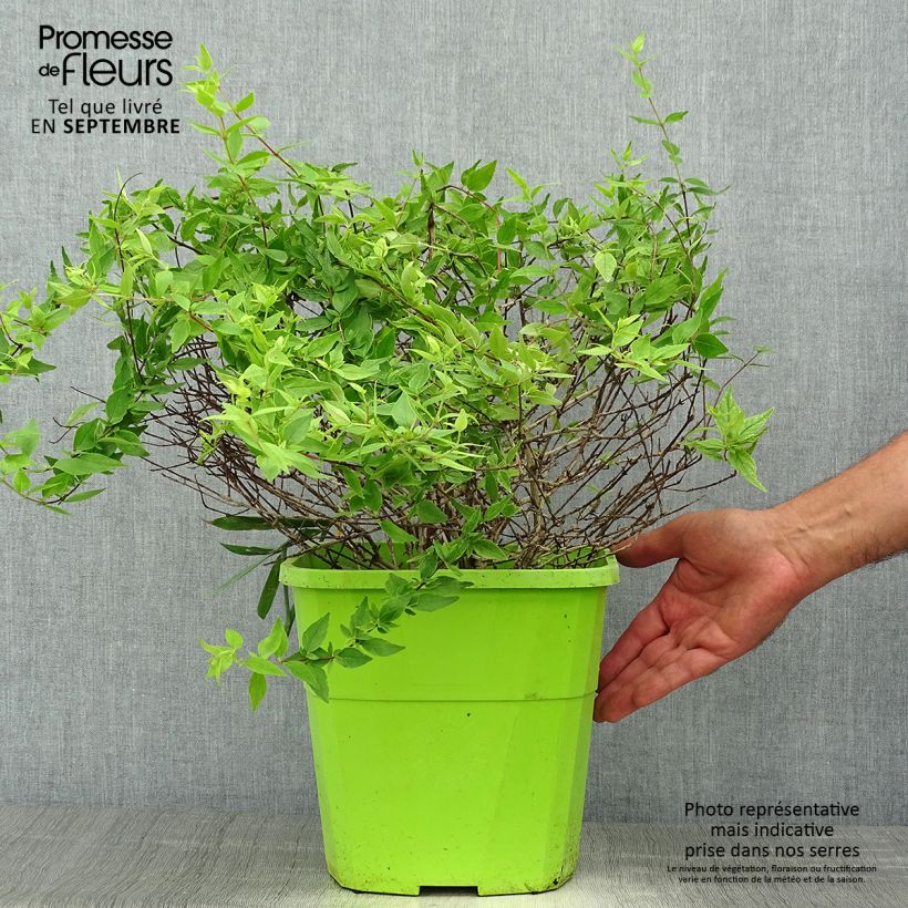 Spécimen de Abelia (x) grandiflora Happy Daydream Pot de 3L/4L tel que livré en automne