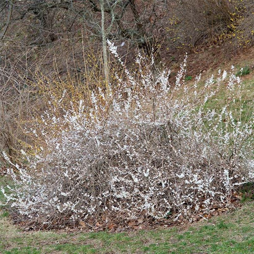 Forsythia blanc de Corée, Abeliophyllum distichum (Plant habit)