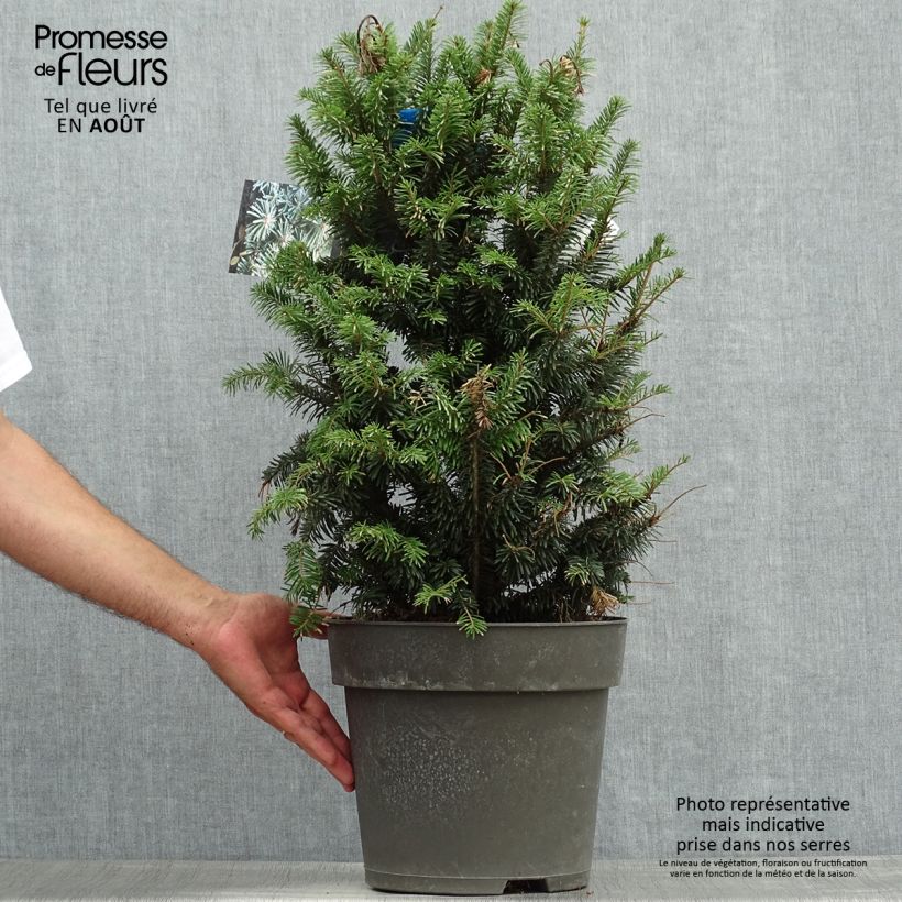 Spécimen de Abies alba Pyramidalis - Sapin blanc nain Pot de 7,5L/10L tel que livré en été