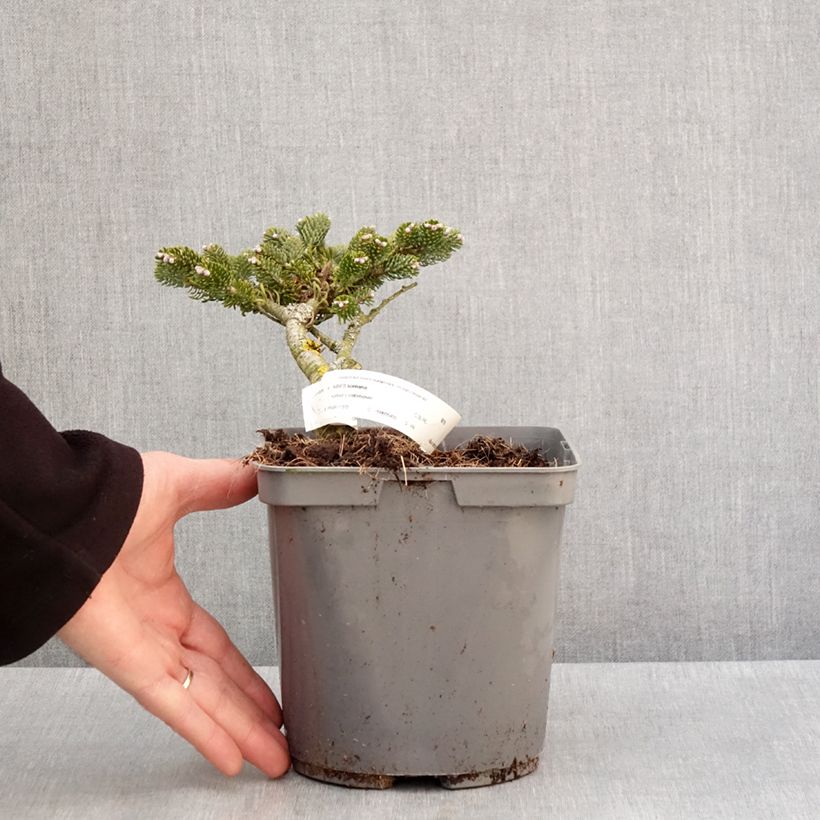 Example of Abies koreana Kohout's Icebreaker® - Sapin de Corée nain Pot de 2L/3L as you get in hiver