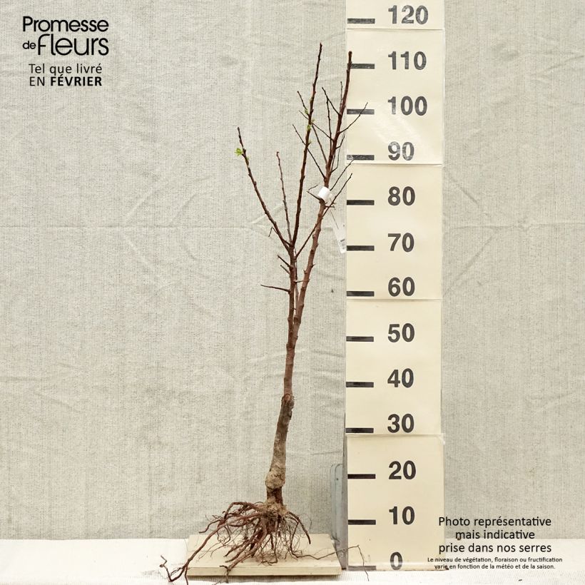 Example of Abricotier Bergeron Bio as you get in hiver