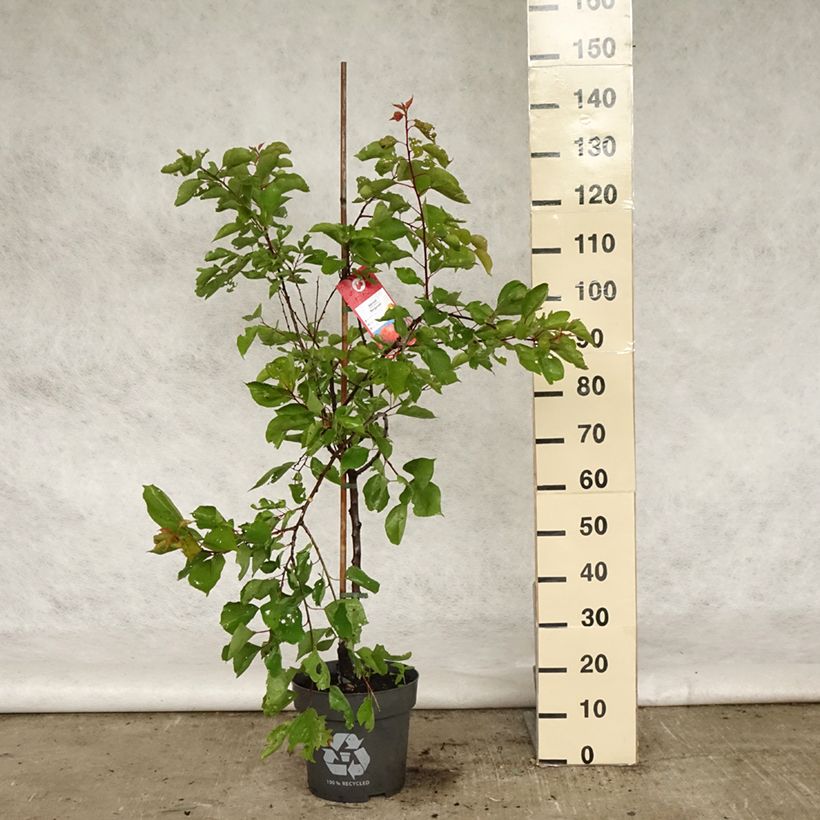 Example of Abricotier Bergeron Pot de 7,5L/10L, Gobelet as you get in printemps