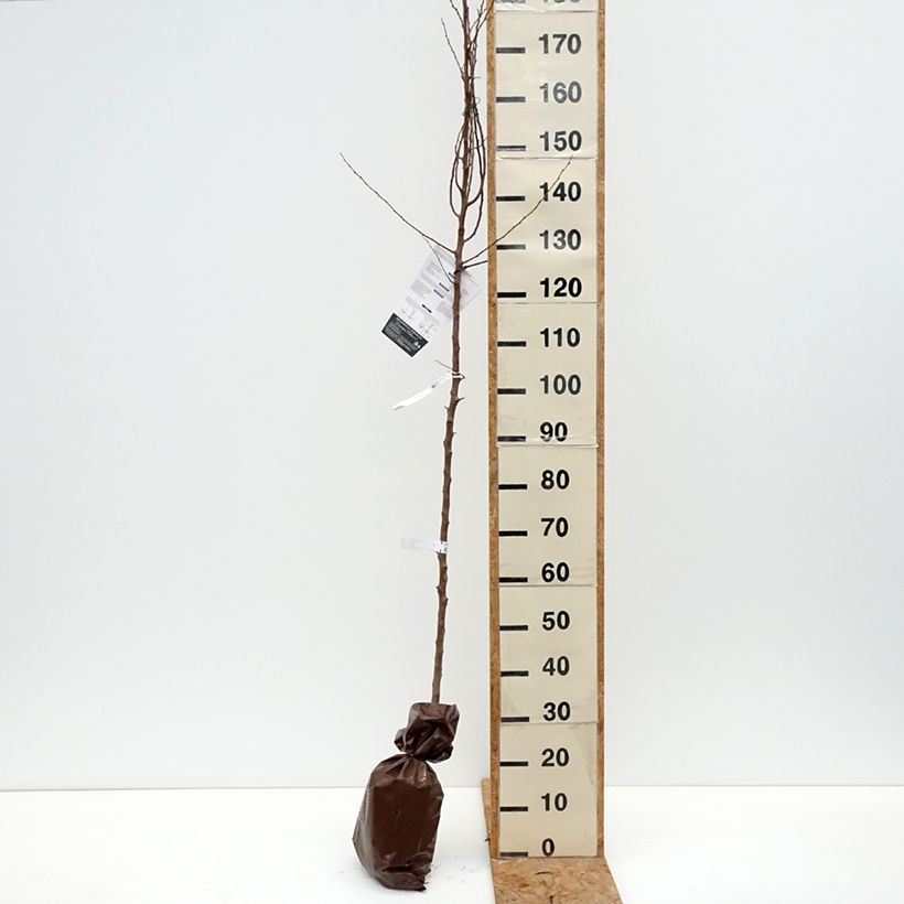 Example of Abricotier Bergeron Motte "Prêt-à-planter", Scion as you get in automne