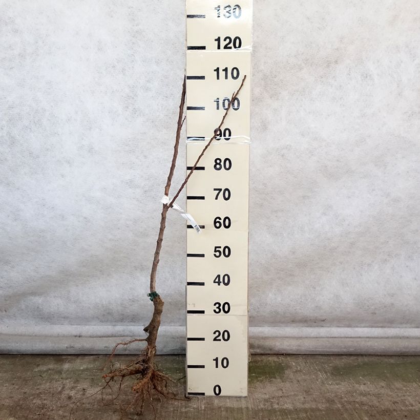 Spécimen de Abricotier Canino Bio Racines nues, Scion tel que livré en hiver