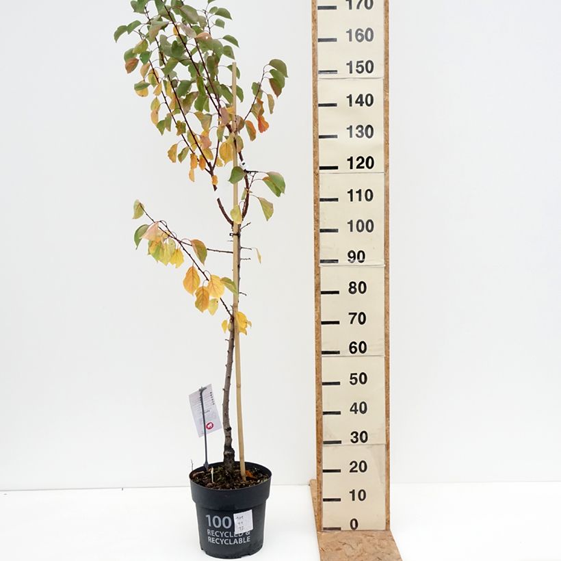 Spécimen de Abricotier Goldrich Pot de 7,5L/10L, Gobelet tel que livré en automne