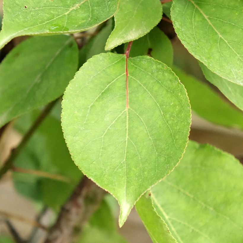 Abricotier Hargrand (Foliage)