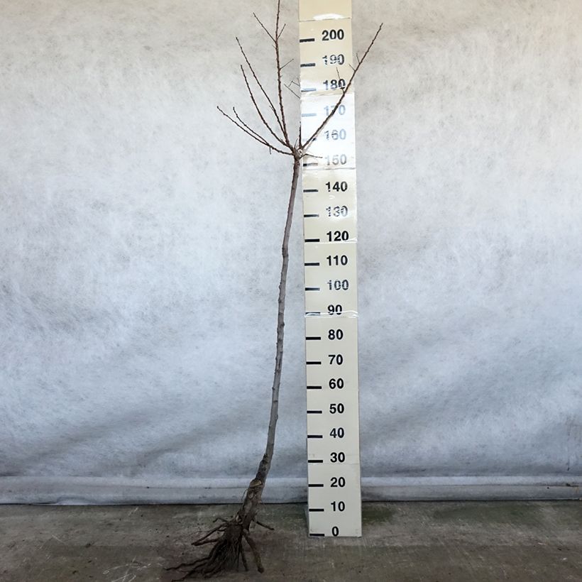 Example of Abricotier Luizet  Racines nues, Demi-Tige as you get in hiver