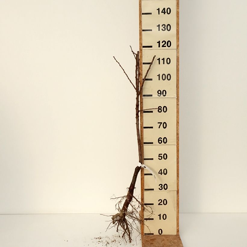 Spécimen de Abricotier Muscat de Nancy Bio Racines nues, Scion tel que livré en hiver