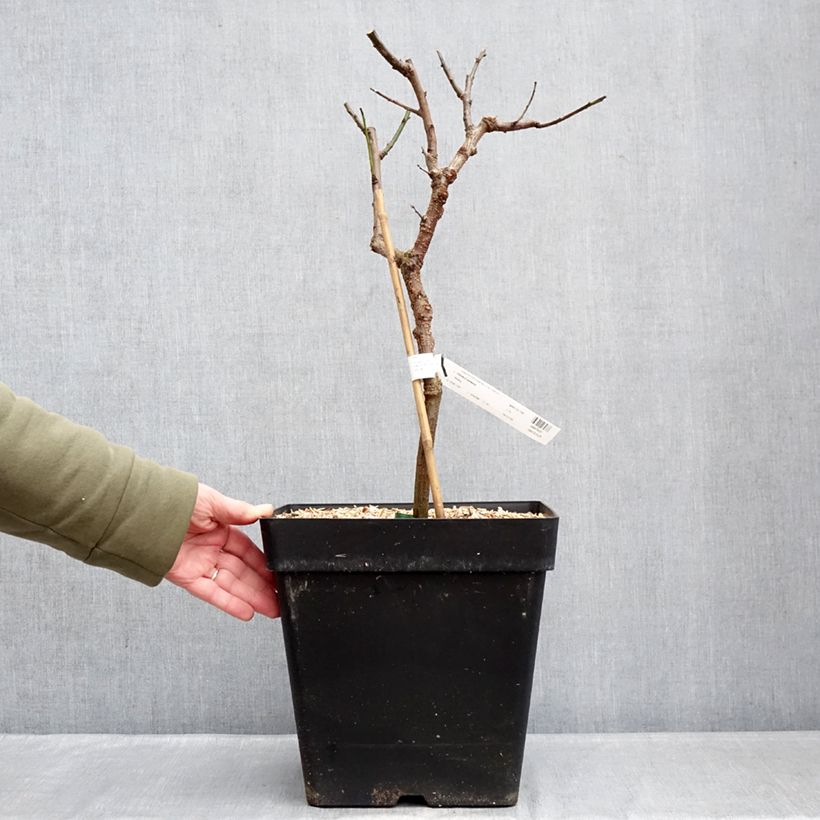 Spécimen de Abricotier nain Fruit Me Apricot Me Pending Pot de 12L/15L, Nain tel que livré en hiver