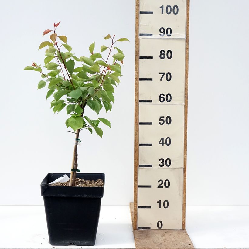 Spécimen de Abricotier nain Fruit Me Apricot Me Pending Pot de 12L/15L, Nain tel que livré au printemps