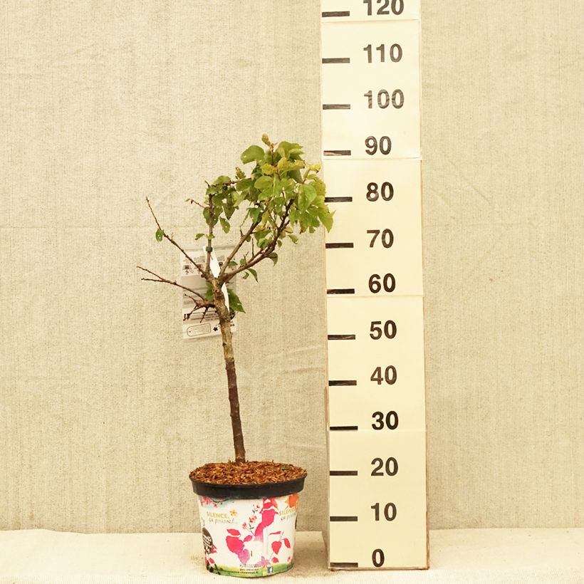 Example of Abricotier nain Garden Aprigold Pot de 6L/7L, 1/4 de tige, Tige de 40 cm as you get in printemps