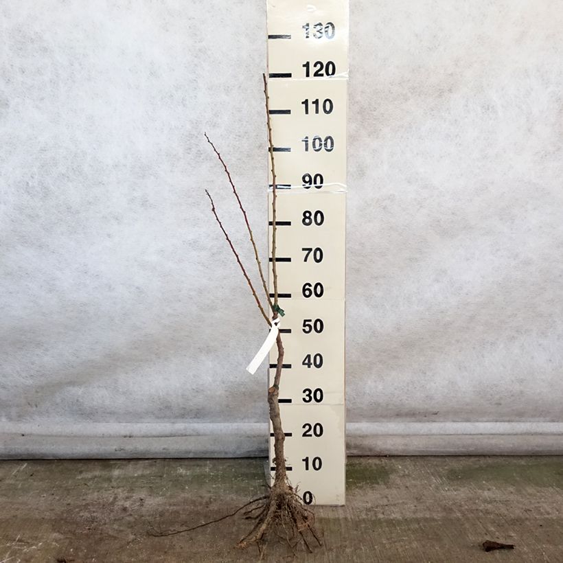 Spécimen de Abricotier Précoce de Saumur Bio Racines nues, Scion tel que livré en hiver