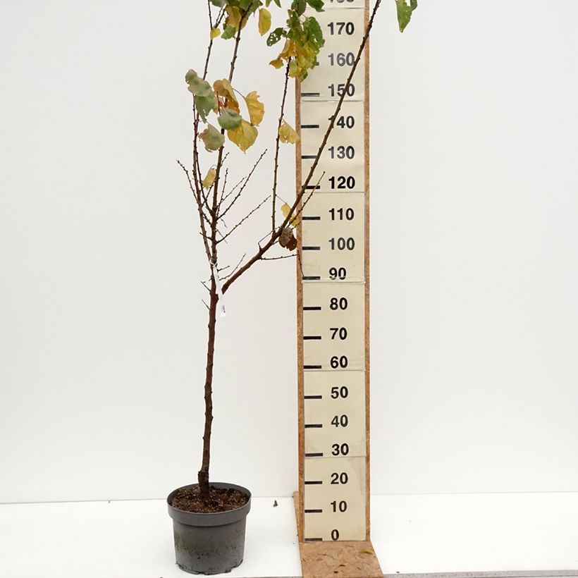 Spécimen de Abricotier Précoce de Saumur  Pot de 7,5L/10L, Gobelet tel que livré en automne