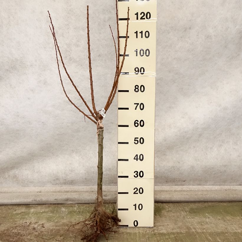Spécimen de Abricotier - Prunus armeniaca Compacta Racines nues, 1/4 de tige tel que livré en automne