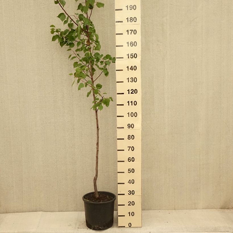Spécimen de Abricotier - Prunus armeniaca Harcot Pot de 12L/15L, Gobelet tel que livré en été