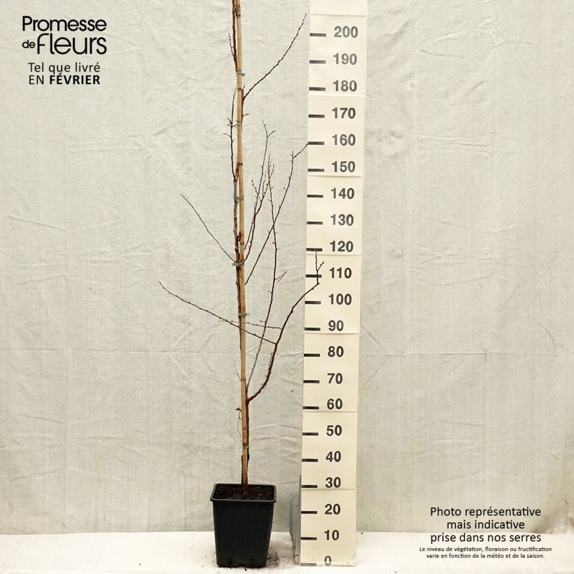 Example of Abricotier - Prunus armeniaca Harcot Pot de 12L/15L, Gobelet as you get in hiver