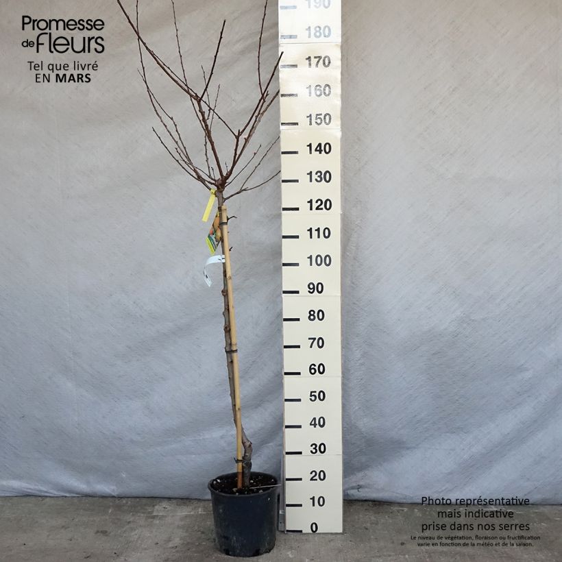 Spécimen de Abricotier - Prunus armeniaca Peche de Nancy Pot de 7,5L/10L, Demi-Tige tel que livré au printemps