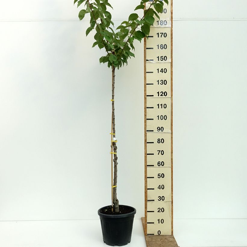 Spécimen de Abricotier - Prunus armeniaca Tardif De Bordaneil Pot de 7,5L/10L, Gobelet tel que livré en été