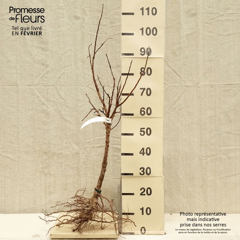 Spécimen de Abricotier Rouge du Roussillon Bio Racines nues, Scion tel que livré en hiver