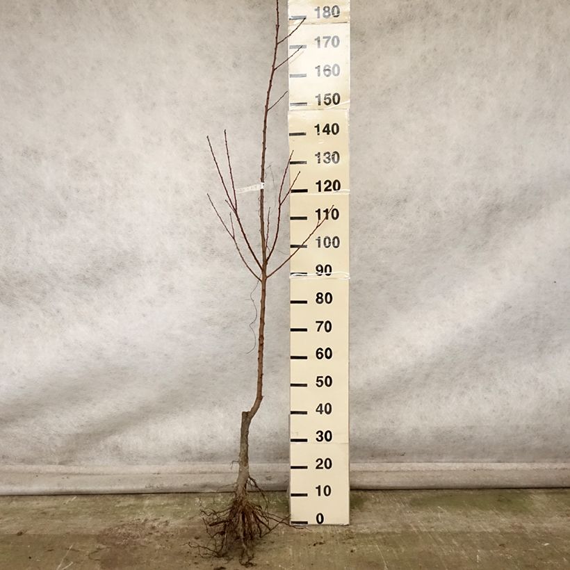 Example of Abricotier Rouge du Roussillon Racines nues, Scion as you get in automne