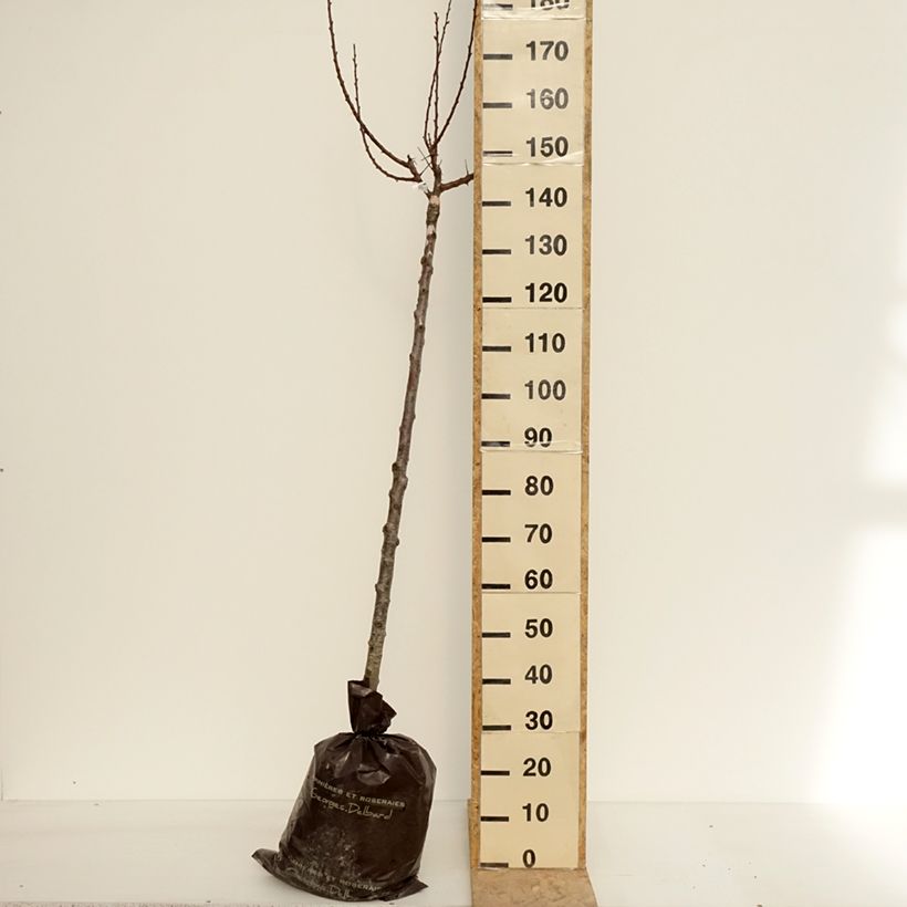 Spécimen de Abricotier Rouge Tardif Delbard - Georges Delbard Motte "Prêt-à-planter", Demi-Tige tel que livré au printemps