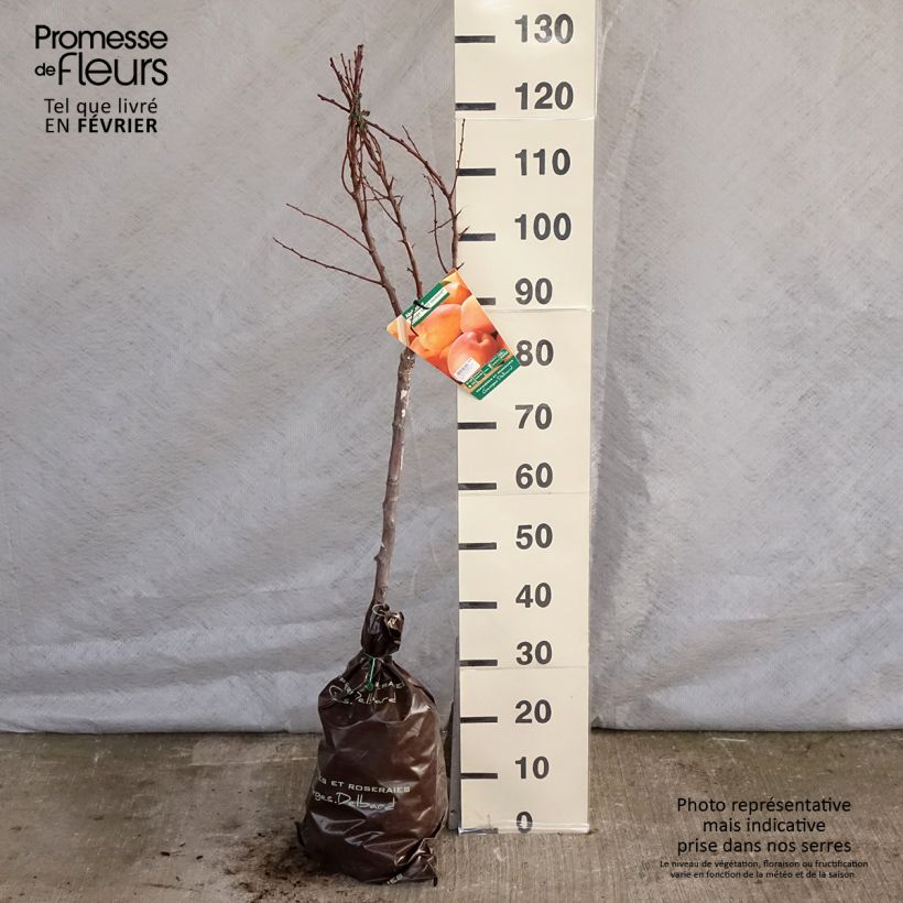 Spécimen de Abricotier Rouge Tardif Delbard - Georges Delbard Motte "Prêt-à-planter", Gobelet tel que livré en hiver