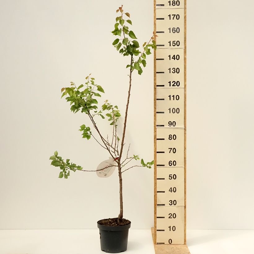 Example of Abricotier Royal Pot de 7,5L/10L, Gobelet as you get in printemps