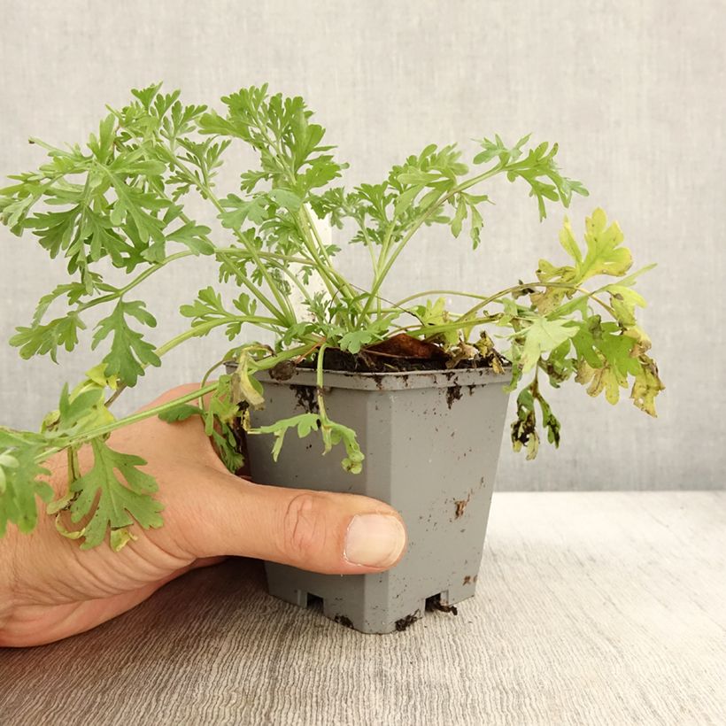 Spécimen de Absinthe - Artemisia absinthium  Godet de 7/8 cm tel que livré en automne