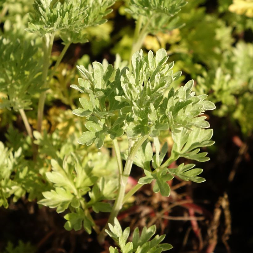 Absinthe - Artemisia absinthium BIO (Feuillage)