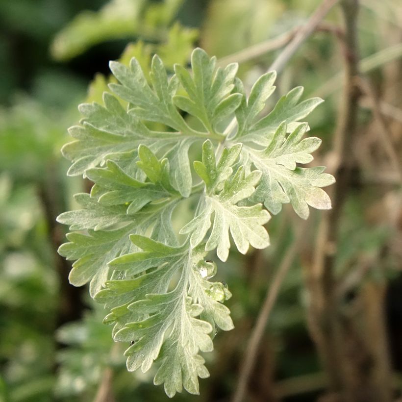 Absinthe - Artemisia absinthium (Foliage)