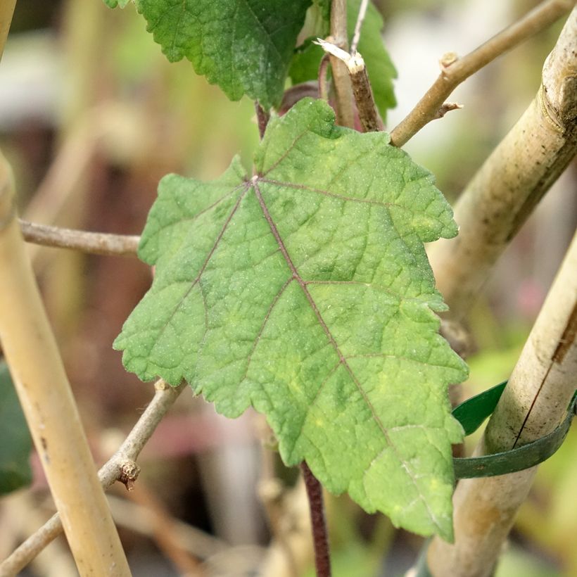 Abutilon megapotamicum Ines (Feuillage)