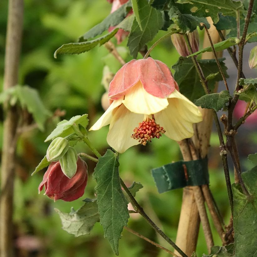 Abutilon megapotamicum Ines (Floraison)
