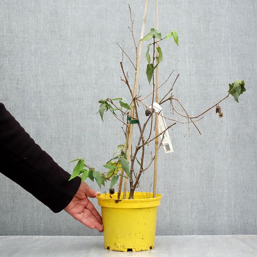 Spécimen de Abutilon megapotamicum Ines Pot de 3L/4L tel que livré en automne