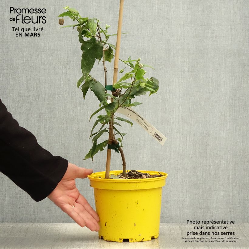 Example of Abutilon megapotamicum Ines Pot de 3L/4L as you get in printemps