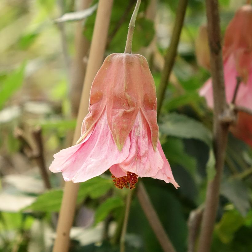Abutilon Pink Charm (Flowering)