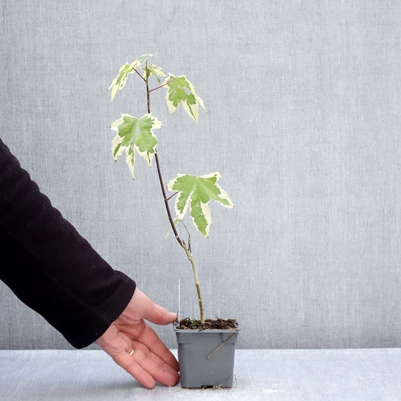 Example of Abutilon Souvenir de Bonn Godet de 8/9 cm as you get in hiver