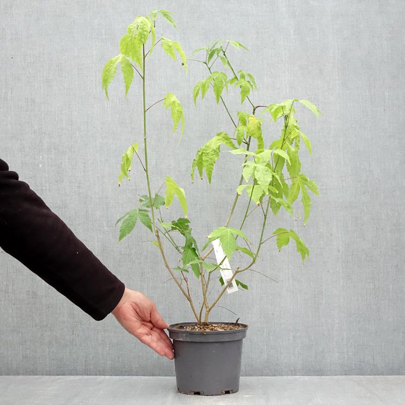 Spécimen de Abutilon striatum Redvein Pot de 3L/4L tel que livré en automne