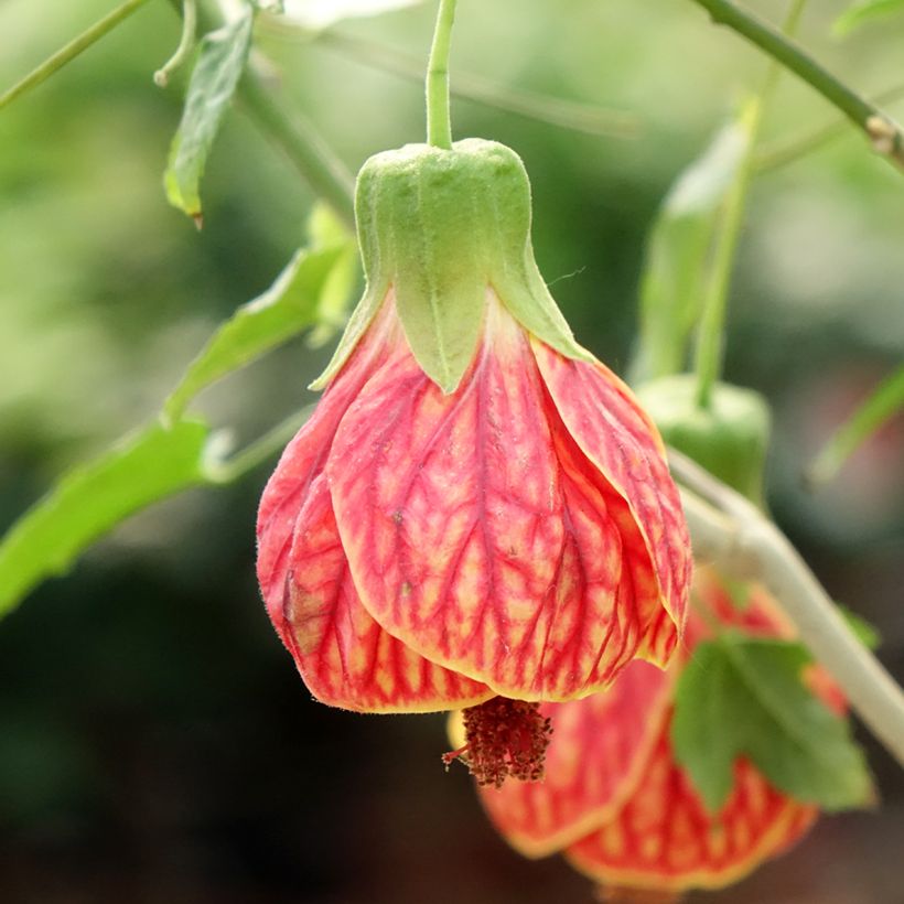 Abutilon striatum Redvein (Flowering)