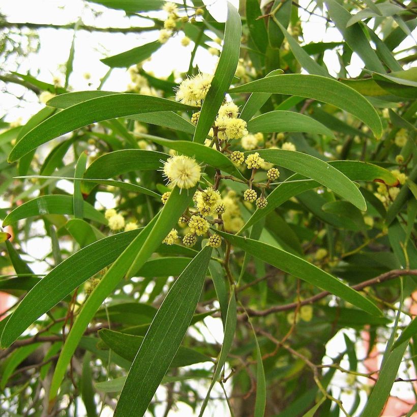 Acacia melanoxylon - Mimosa à bois noir (Foliage)