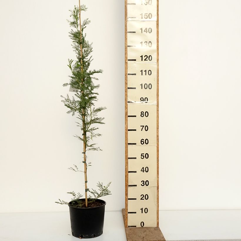 Spécimen de Acacia baileyana - Mimosa de Bailey Pot de 7,5L/10L tel que livré en hiver